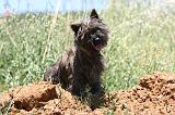 CAIRN TERRIER 496